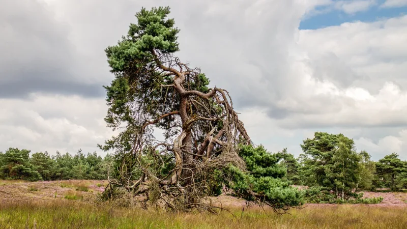 Bloeiende heide met grove dennen op de Tongerense Heide op de Veluwe.